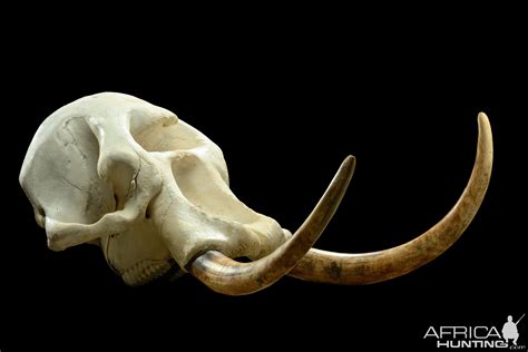 african elephant skull replica replica elephant skull nature-watchnature-watch|Animal Skull Replicas for Kids .